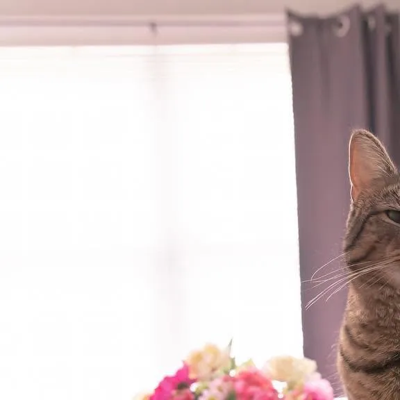 I was testing out some new lenses, Ralphie decided he wanted to model. I love him so much 😻💜

 #catsofinstagram  #handsomeboy #wholesomecontent #louisvillephotographer". 