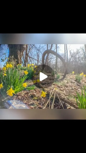 Spring was SPRINGIN’ at Jefferson Memorial Forest today 😍🌷🌞 

To think I almost hit the snooze button this morning...so glad I didn’t!! I’ve been wanting to get out and do some hiking and…