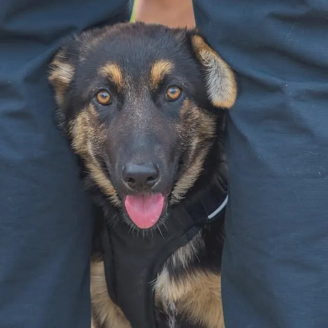 Here’s a round up of all the cute pups that came to the Beechmont Summer Concert Series to kick off your holiday weekend. 🥰🐾 

You’re welcome. 
.
.
.
.

#igerslouisville #dogsoflouisville…